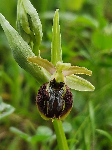 Ophrys arachnitiformis  - Diane Raibaut