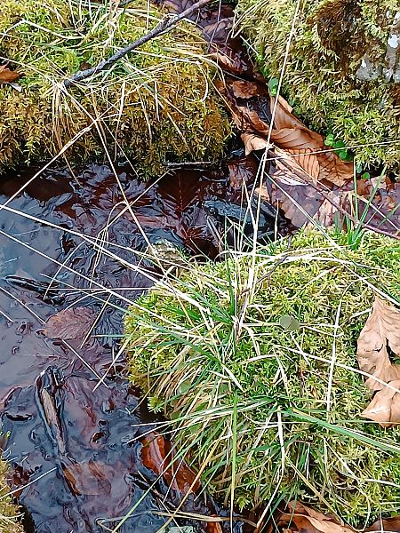 Rana temporaria  - Luigi Vatta (FVG)