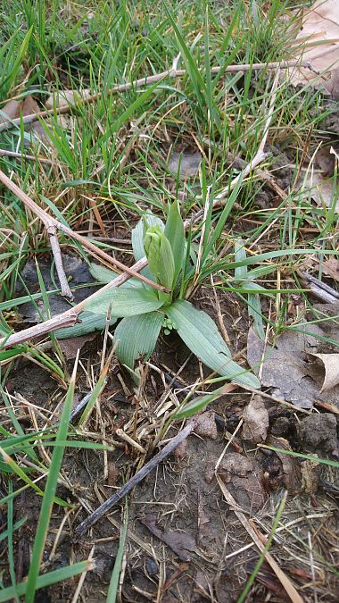 Ophrys occidentalis  - Monique Souben