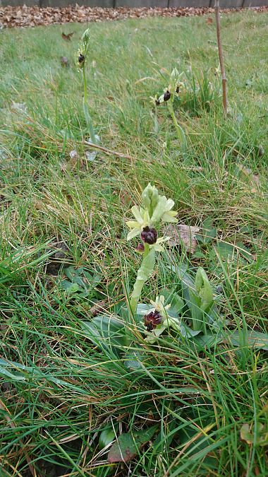 Ophrys occidentalis  - Monique Souben