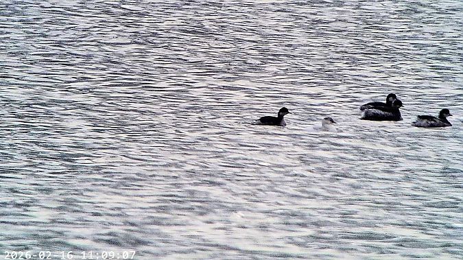 Svasso piccolo  - Massimo Tassinari