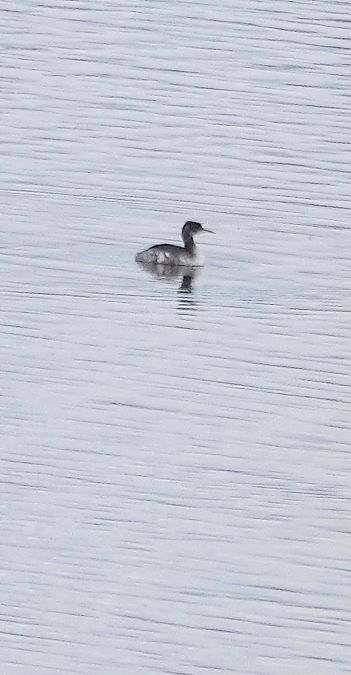 Grèbe jougris  - Christine Ludwig