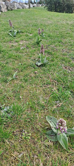 Himantoglossum robertianum  - Marc et M-Joëlle Silvestre