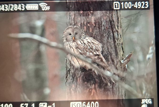 puszczyk uralski  - Tomasz Doroń