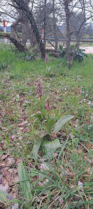 Himantoglossum robertianum  - Marc et M-Joëlle Silvestre