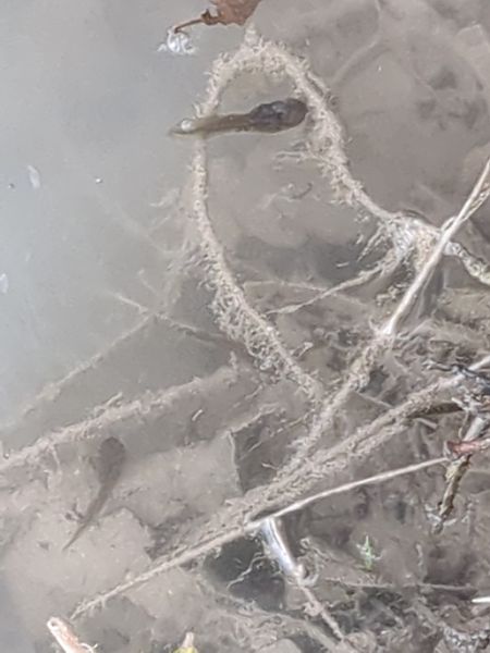 Kleiner Wasser- oder Teichfrosch  - Stefano Sarrocco (RL)