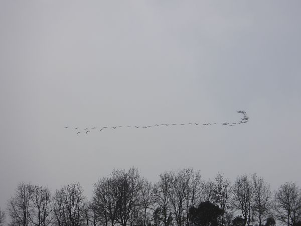 Gru  - Andrea Sorrentino