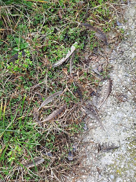 Beccaccia  - Pietro Scarpa