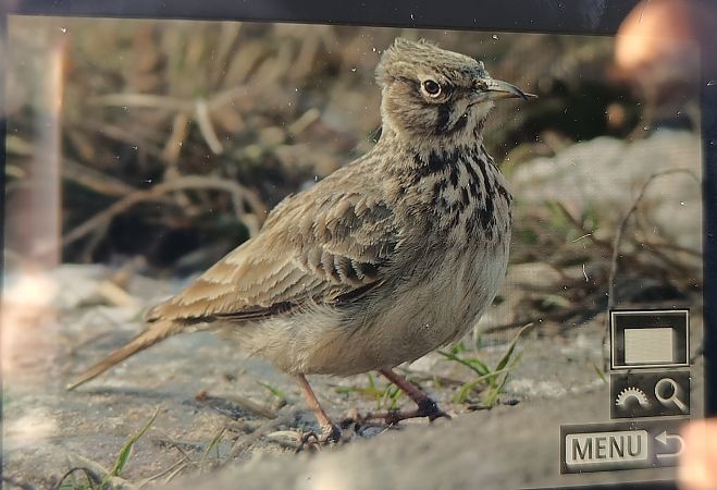 dzierlatka  - Michał Polakowski