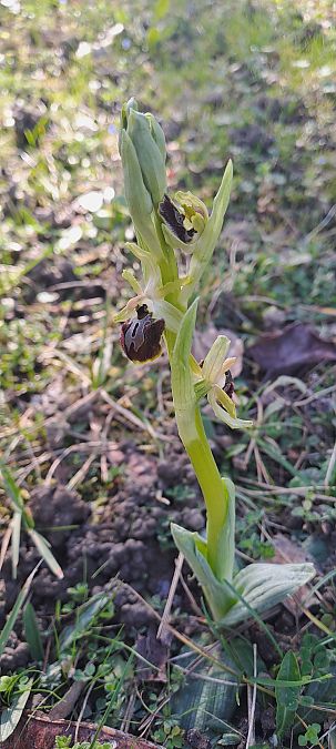 Ophrys occidentalis  - Marc et M-Joëlle Silvestre