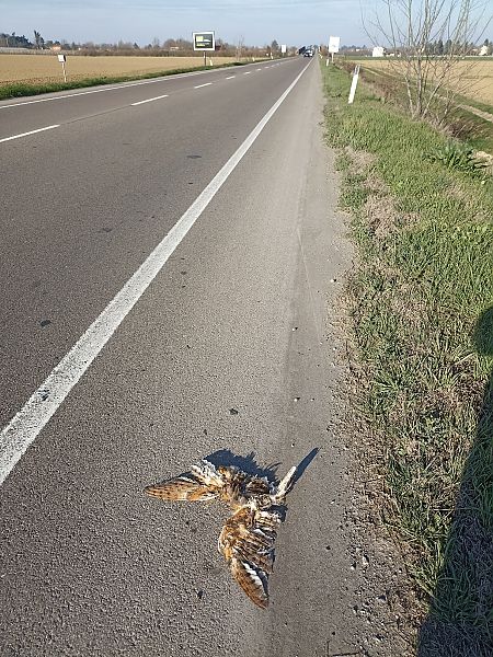 Barbagianni  - Mario Cozzo