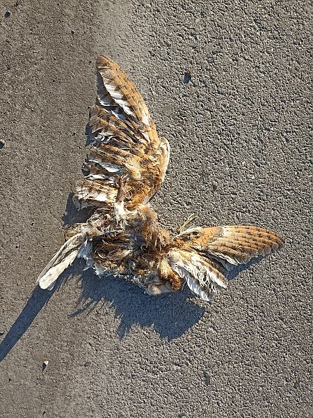 Barbagianni  - Mario Cozzo