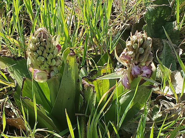 Himantoglossum robertianum  - Xavier Mengual