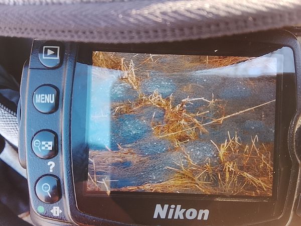 Rana temporaria  - Davide Parodi