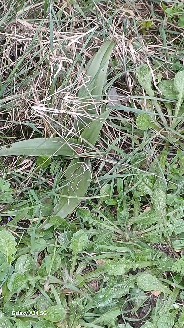 Himantoglossum hircinum  - Sabrina Lepelletier