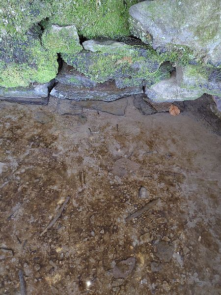 Salamandra pezzata  - Alessandro Mazzoni