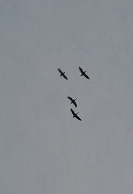 Oca selvatica occidentale / orientale  - Ludovico Grassi