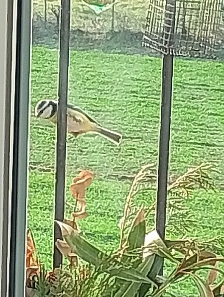 Cinciarella  - Gabriele Papale