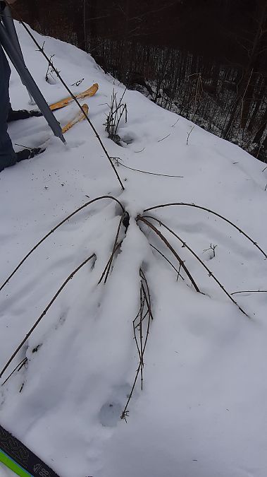 Buddleja davidii  - Maria Festa (FVG)