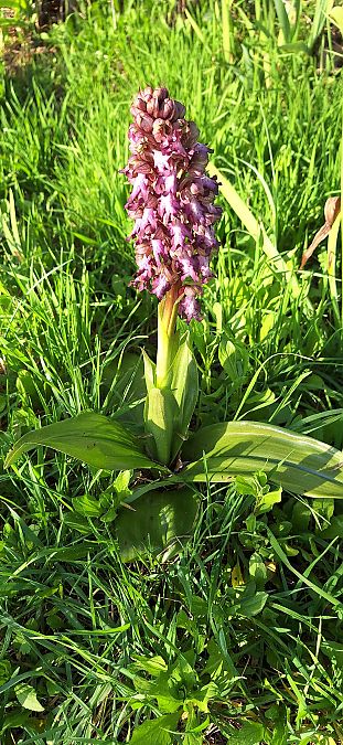 Himantoglossum robertianum  - Yolande Lansonneur