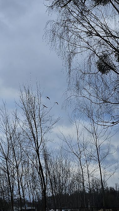 Kranich  - Anna Kamilewicz-Wicik