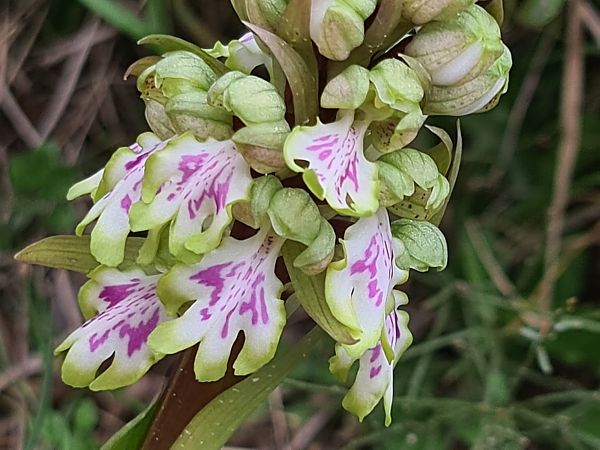 Himantoglossum robertianum  - Christian Fleury