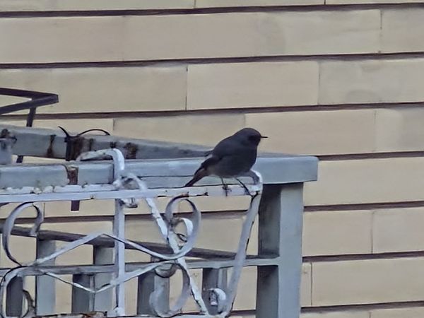 Codirosso spazzacamino  - Alessio Mannello