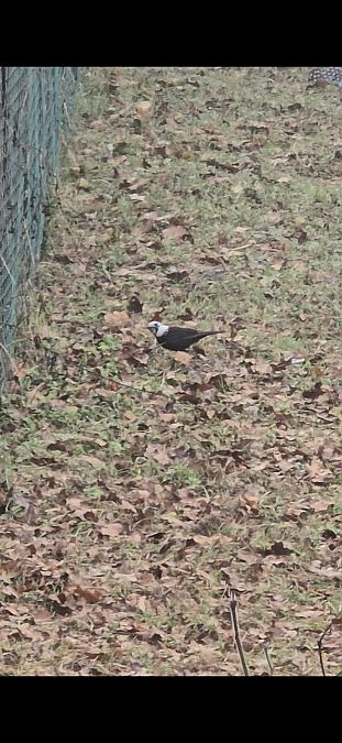 Merlo  - Francesco Boscolo Camiletto