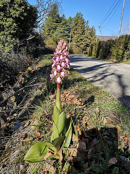 Himantoglossum robertianum  - Richard Fay