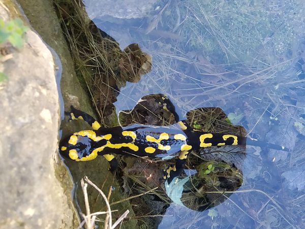 Salamandra comuna  - Antoni Ferro de La Fuente