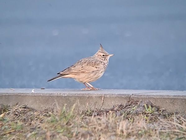 Haubenlerche  - Ewa Nalepa