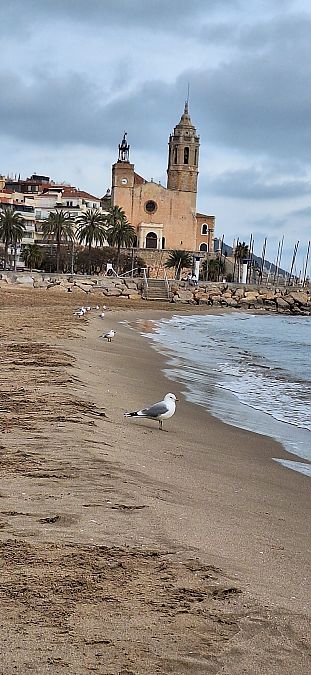 Gavina cendrosa  - Pau Esteban