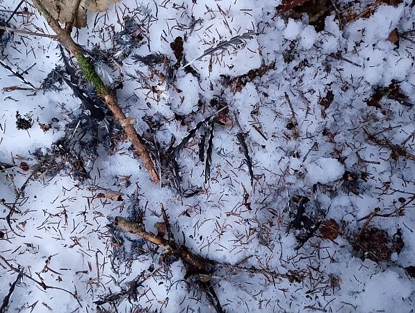 Picchio rosso maggiore  - Enrico Ferraro