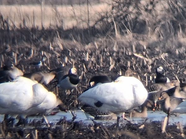 Weisswangengans  - Wojciech Siuda