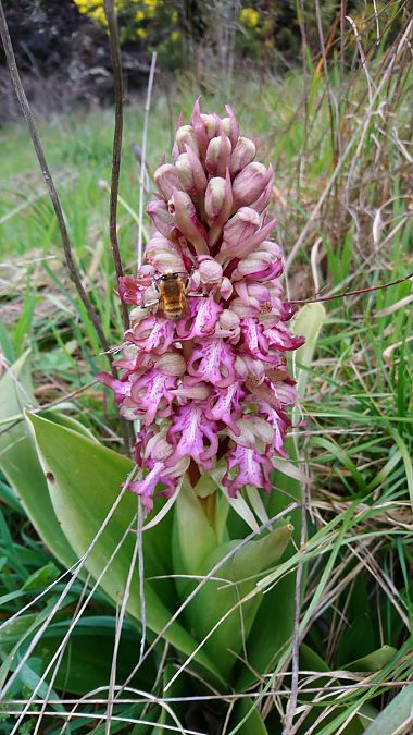 Himantoglossum robertianum  - Monique Souben