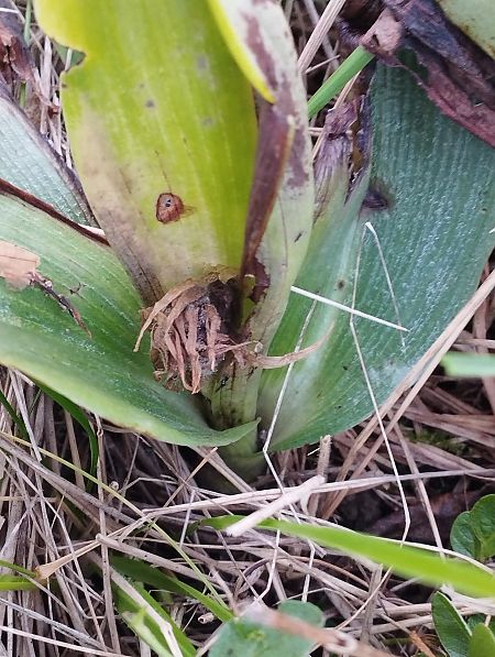 Himantoglossum robertianum  - Gérard Joseph