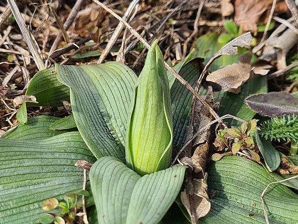 Ophrys occidentalis  - Françoise Andeol
