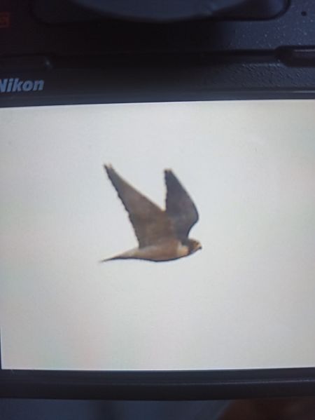 sokół wędrowny  - Piotr Jędrzejczyk