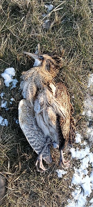 bąk  - Marcin Sołowiej