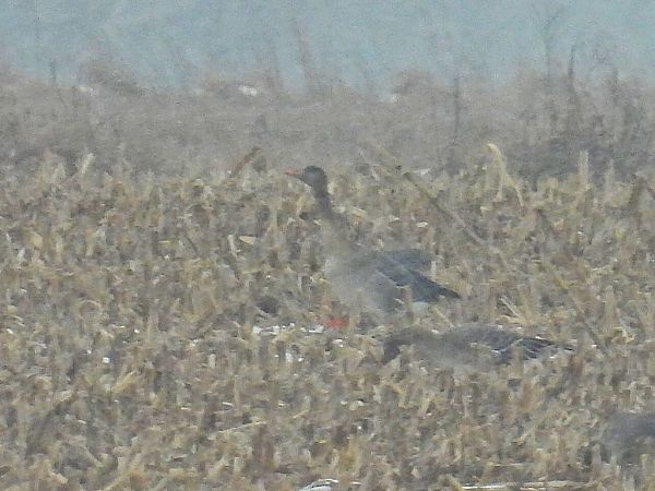 Waldsaatgans  - Kacper Mikulski