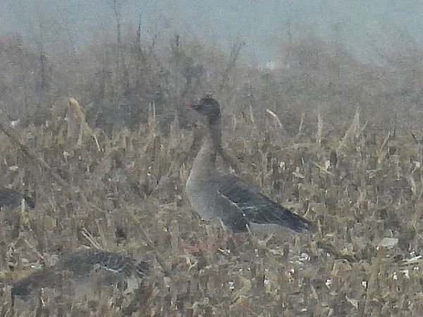 Waldsaatgans  - Kacper Mikulski