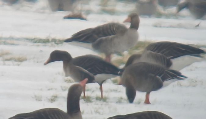 gęś zbożowa / tundrowa  - Michał Polakowski