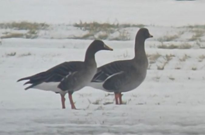 Wald- / Tundrasaatgans  - Michał Polakowski
