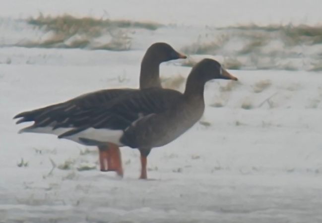gęś zbożowa / tundrowa  - Michał Polakowski