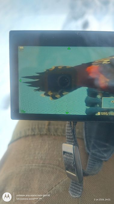 dzięcioł duży x białoszyi  - Jarosław Mydlak