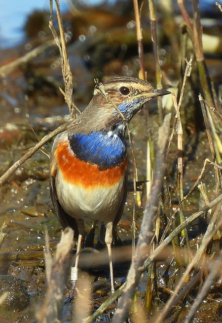 Pettazzurro  - Matteo Faggi