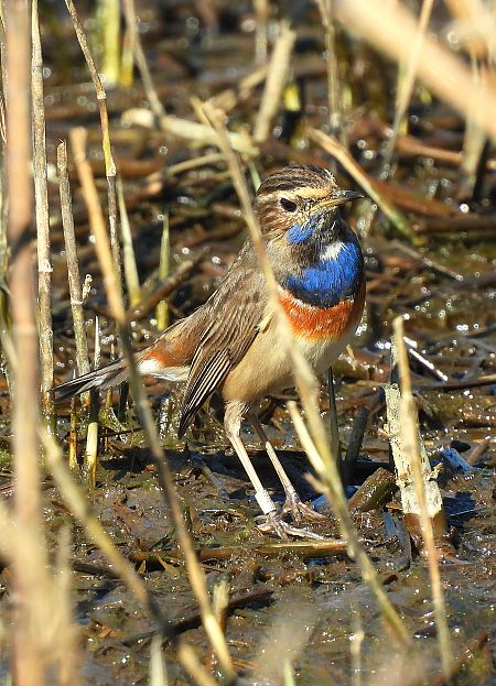 Pettazzurro  - Matteo Faggi