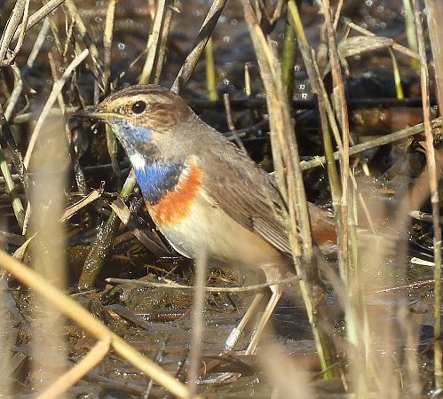 Pettazzurro  - Matteo Faggi