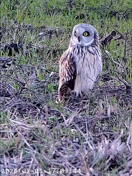 Gufo di palude  - Massimo Tassinari