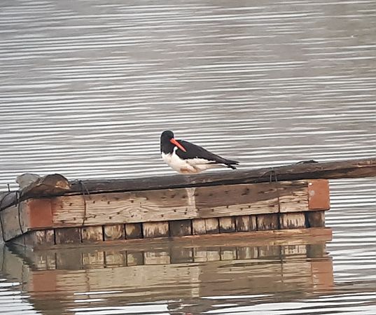 Beccaccia di mare  - Lino Lipparini